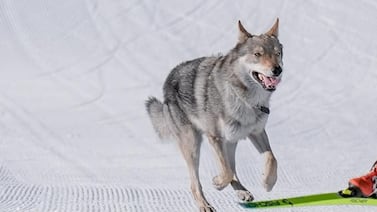 Perro cruzó la meta junto a atletas de Olimpiadas, ¿cómo llegó ahí? Esta es la increíble historia viral del día