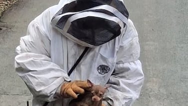 Abejas atacan a dos personas y asustan a perrito en cafetal de Grecia