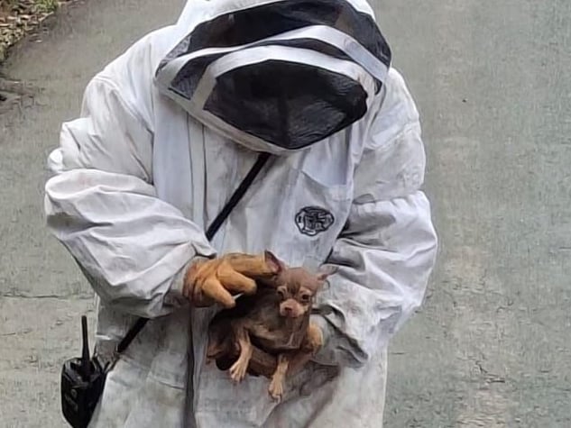 Un ataque de abejas afectó a un perro en Grecia.
