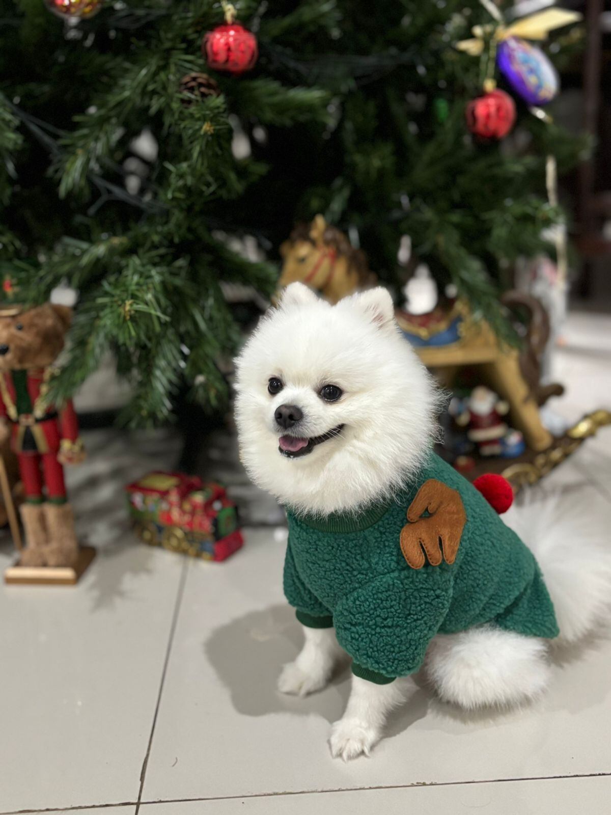 Ana Vásquez, vecina de Tibás, aún recuerda cómo se le partió el alma el día que su perrita Shinny, una chihuahua que fue parte de su vida durante 16 años, falleció. Pero llegó Guafle a alegrarles la vida.