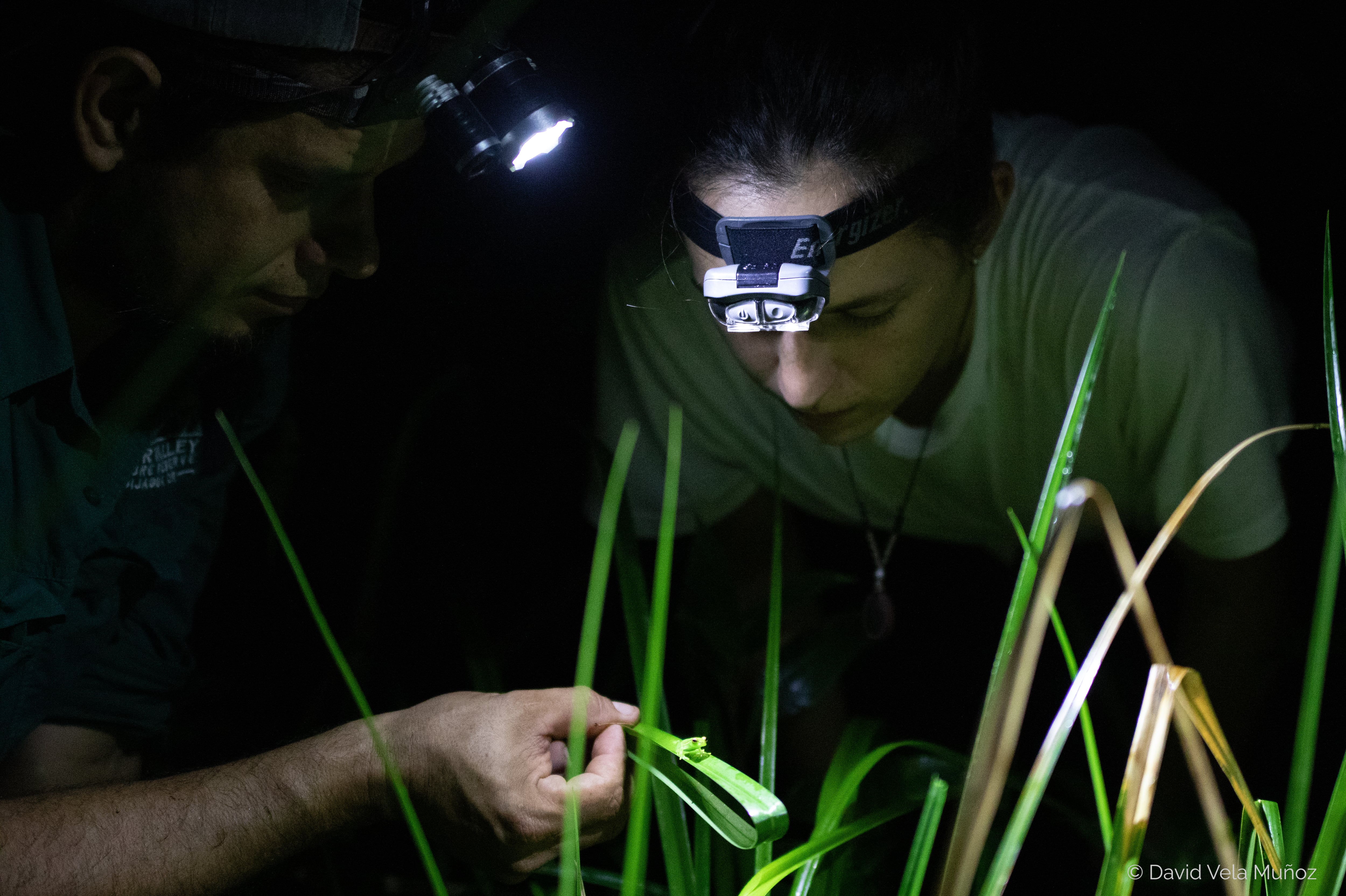 La Fundación Costa Rica Wildlife anuncia con mucha emoción el descubrimiento de una nueva especie de rana escondida entre el Volcán Tenorio y el Volcán Miravalles. Fue descubierta por Donald Varela Soto, un guía naturalista de Bijagua, en la reserva biológica Valle del Tapir