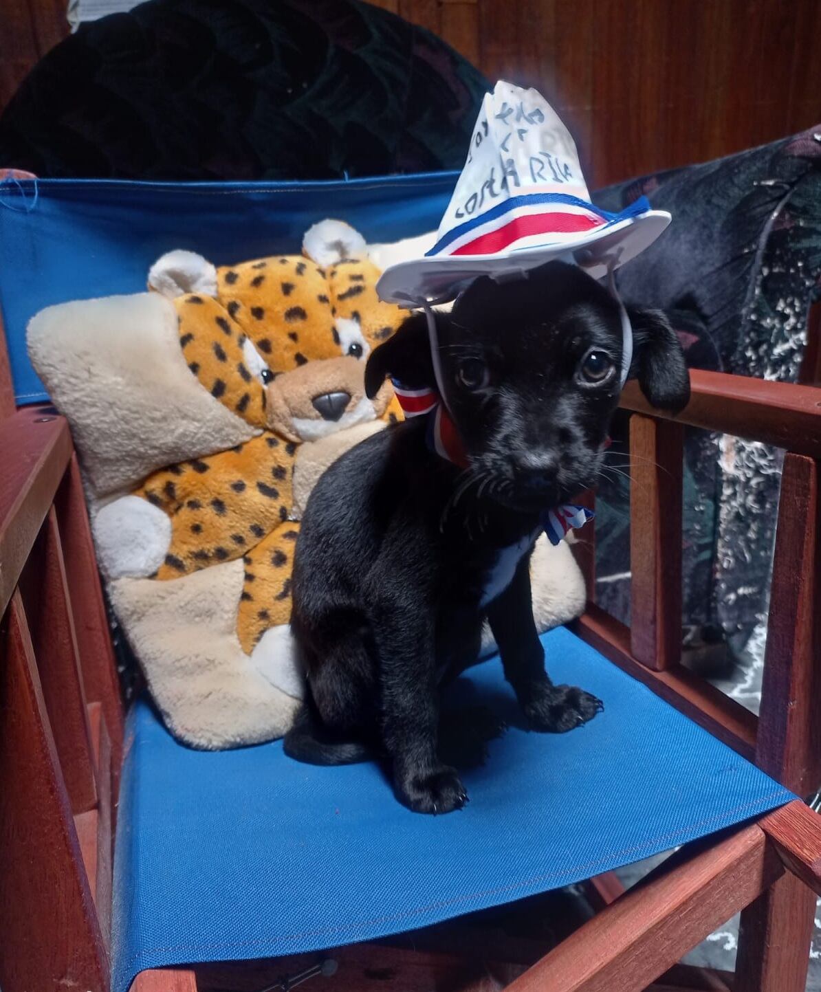 En Llorente de Tibás vive una perrita que parece salida de una historia de milagros. Se llama Venus, es zaguate pura sangre, tiene tres años y es la razón por la que en la casa de doña Francini Villalobos, de 31 años, siempre hay risas