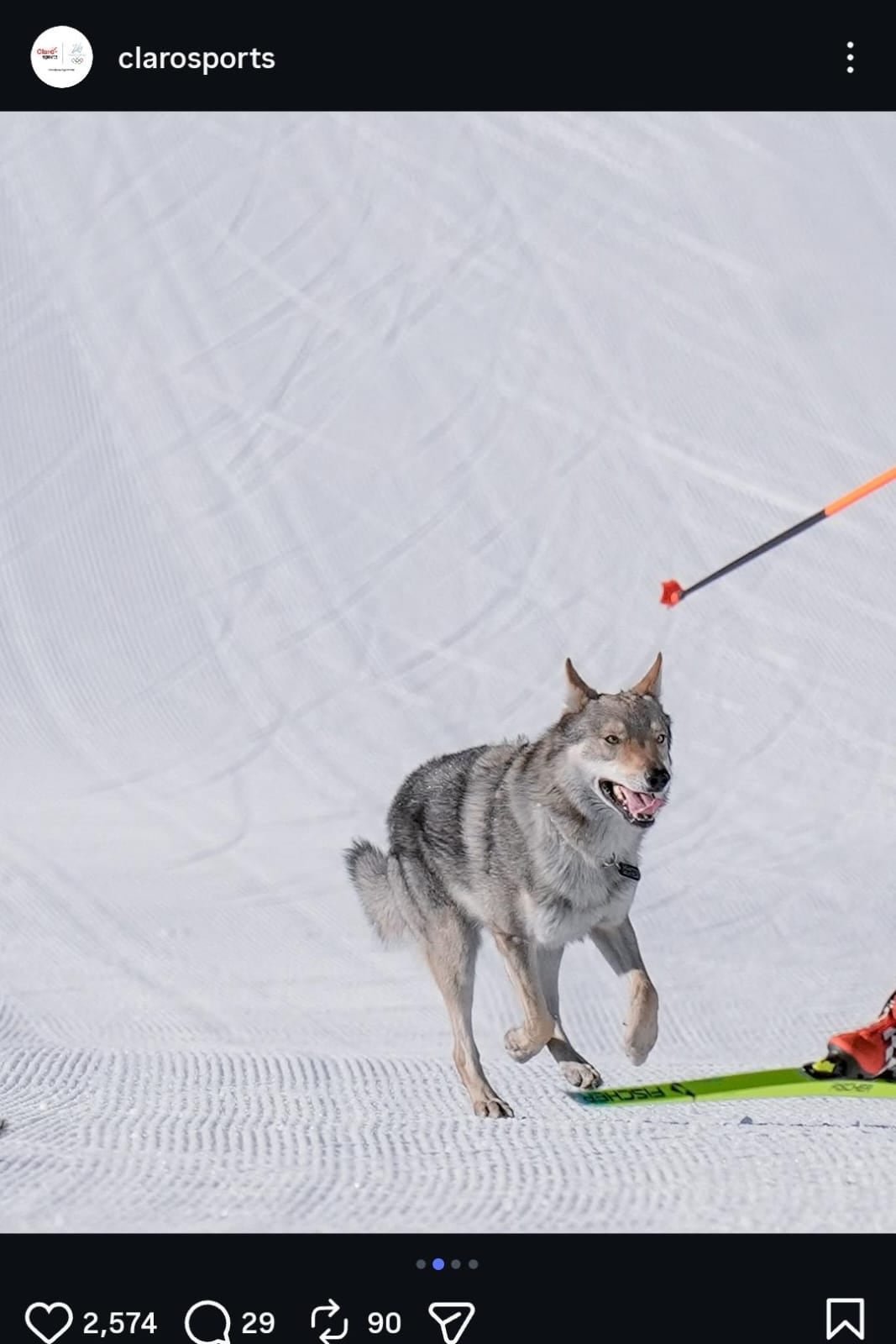 Un perro se coló en la pista de esquí de los juegos de Invierno.