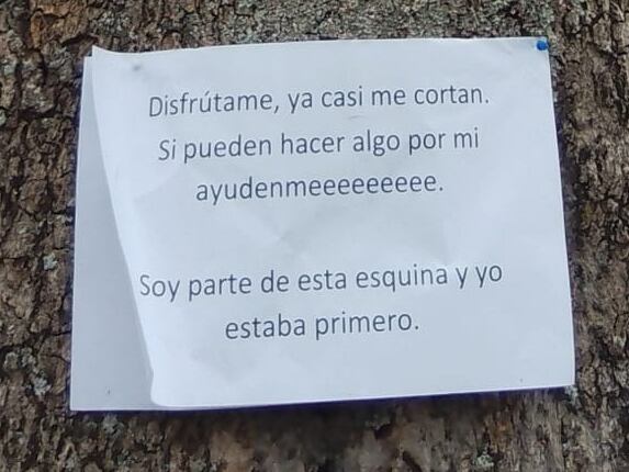Erika Mora Marín toda la vida ha amado la naturaleza, tal vez por eso pudo “escuchar” el grito de auxilio de un árbol, en Escazú, y a partir de ahí dedicó todas sus fuerzas para evitar que no lo cortaran.