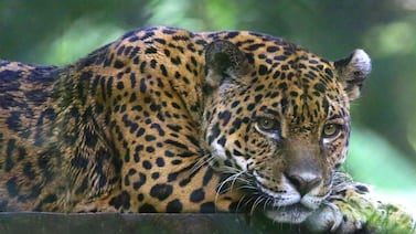 Jaguar sorprende al nadar frente a un bote en Tortuguero y deja imágenes impactantes