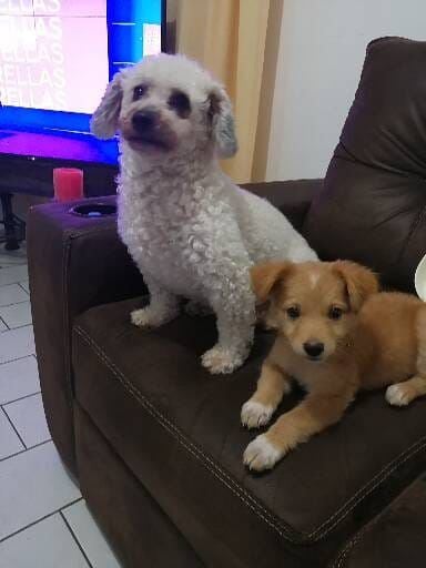 David Rodríguez García, vecino de Purral de Goicoechea, tiene 20 años y asegura que su vida cambió para siempre gracias a una zaguatica, Bendi, que llegó justo cuando más la necesitaba.