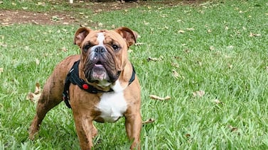 Una familia cuenta cómo su bulldog inglés Theo hizo realidad un sueño en Navidad