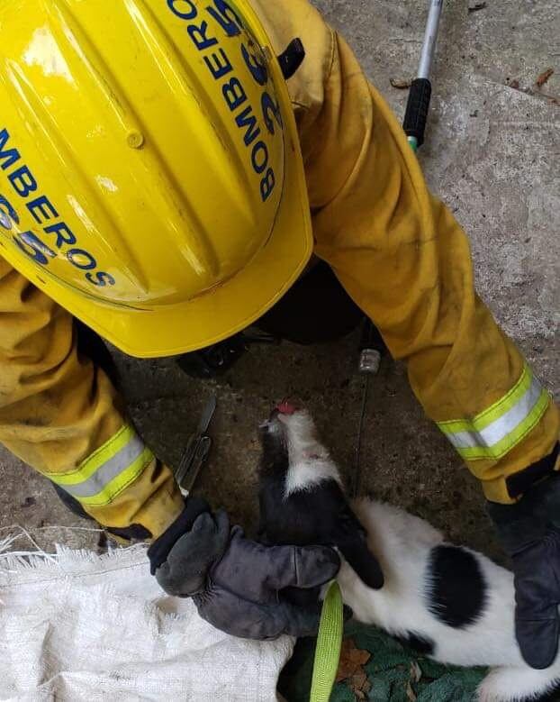 Bomberos rescatan a perro que fue lanzado dentro de un saco a río Ocloro. Foto Bomberos.