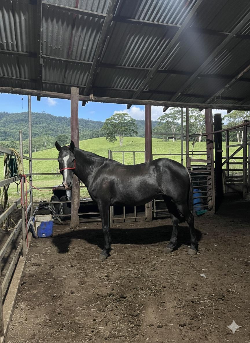 Morena y es una yegua criolla costarricense que desde hace siete años se convirtió en el centro de la vida de María Angelly García Chacón, una joven sancarleña de 19 años quien ahora no imagina su mundo sin ella.