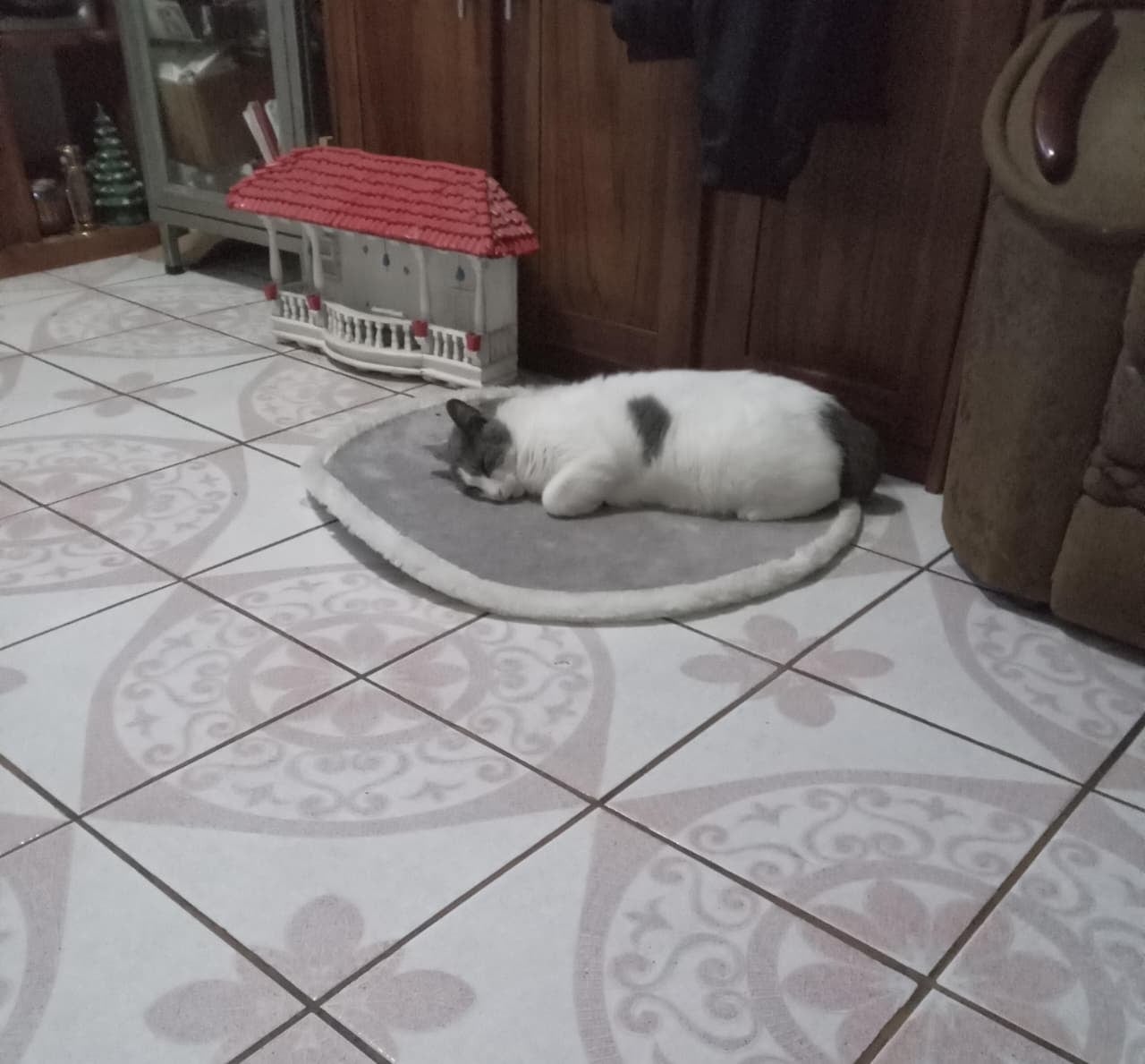 Hace cuatro años, la vida de don Jorge Rojas Lobo, vecino de San Rafael de Heredia, cambió con un simple maullido en la puerta, el del que ahora es su gato, Baldomero de Jesús