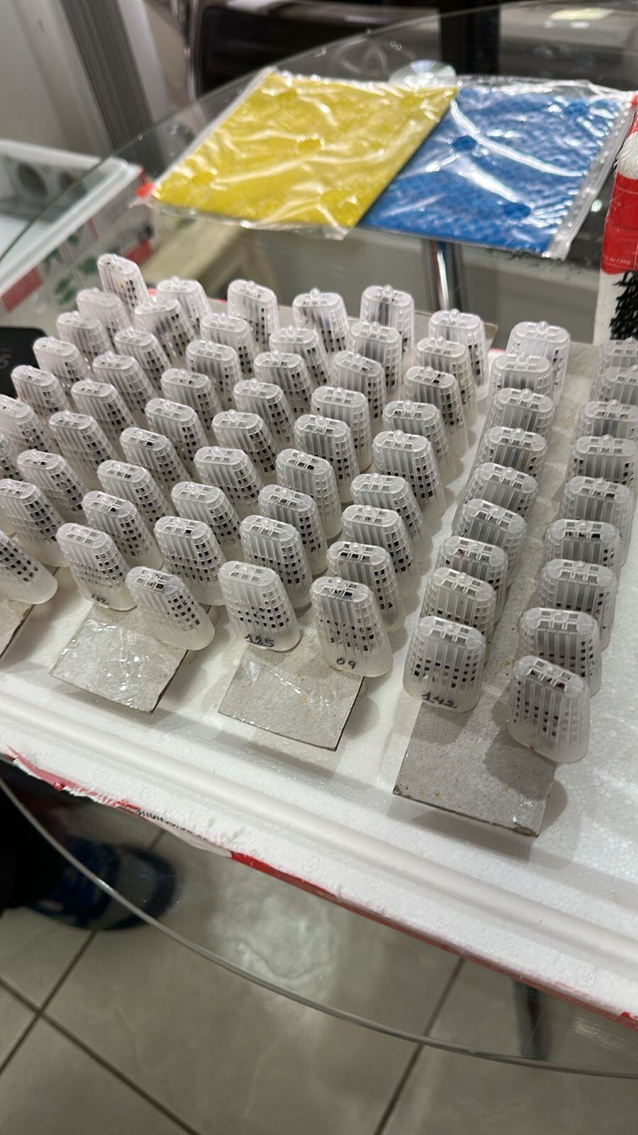 Alfredo Herrera Rodríguez, presidente de la Cámara Nacional de Fomento de la Apicultura, confirma que en abril pasado entraron al país 166 abejas chilenas para tratar de amanzar los panales ticos que están llenos de abejas africanizadas.