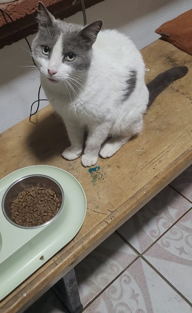 Hace cuatro años, la vida de don Jorge Rojas Lobo, vecino de San Rafael de Heredia, cambió con un simple maullido en la puerta, el del que ahora es su gato, Baldomero de Jesús