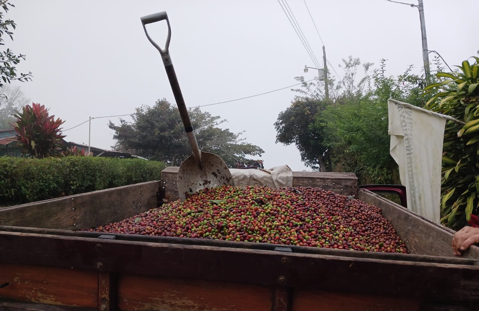 Maikol Arauz Alfaro desapareció de una manera misteriosa y se perdió de eventos importantes de los cuales él estaba ilusionado como un quinceaños y la cosecha de café. Foto: Laura Arauz para La Teja