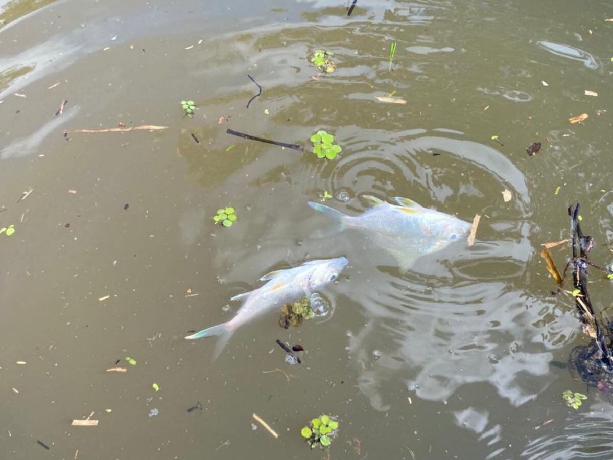 Así se ve la realidad de las lagunas de Batán. Foto: Cortesía.