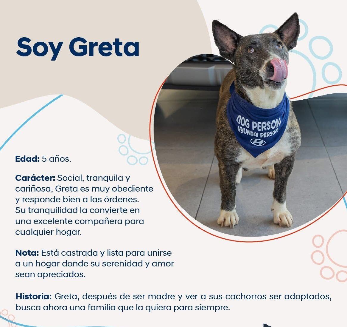 En sus 5 años de vida, Greta, una perrrita de raza zaguatica pura sangre, jamás tuvo una Navidad como la que disfrutará este 2024: en una casita, amada por una familia, con regalitos que abrir, con una cenita especial y mucha felicidad. Ahora la zaguatica tiene mamá, se llama Mariel García Mora, también tiene papá, José Daniel Hernández, incluso tiene abuelito, don William García, quien ni lo pensó para enamorarse de Greta y darle uno de sus primeros regalos: una camita nueva de paquete para que pase las noche calentita y cómoda.