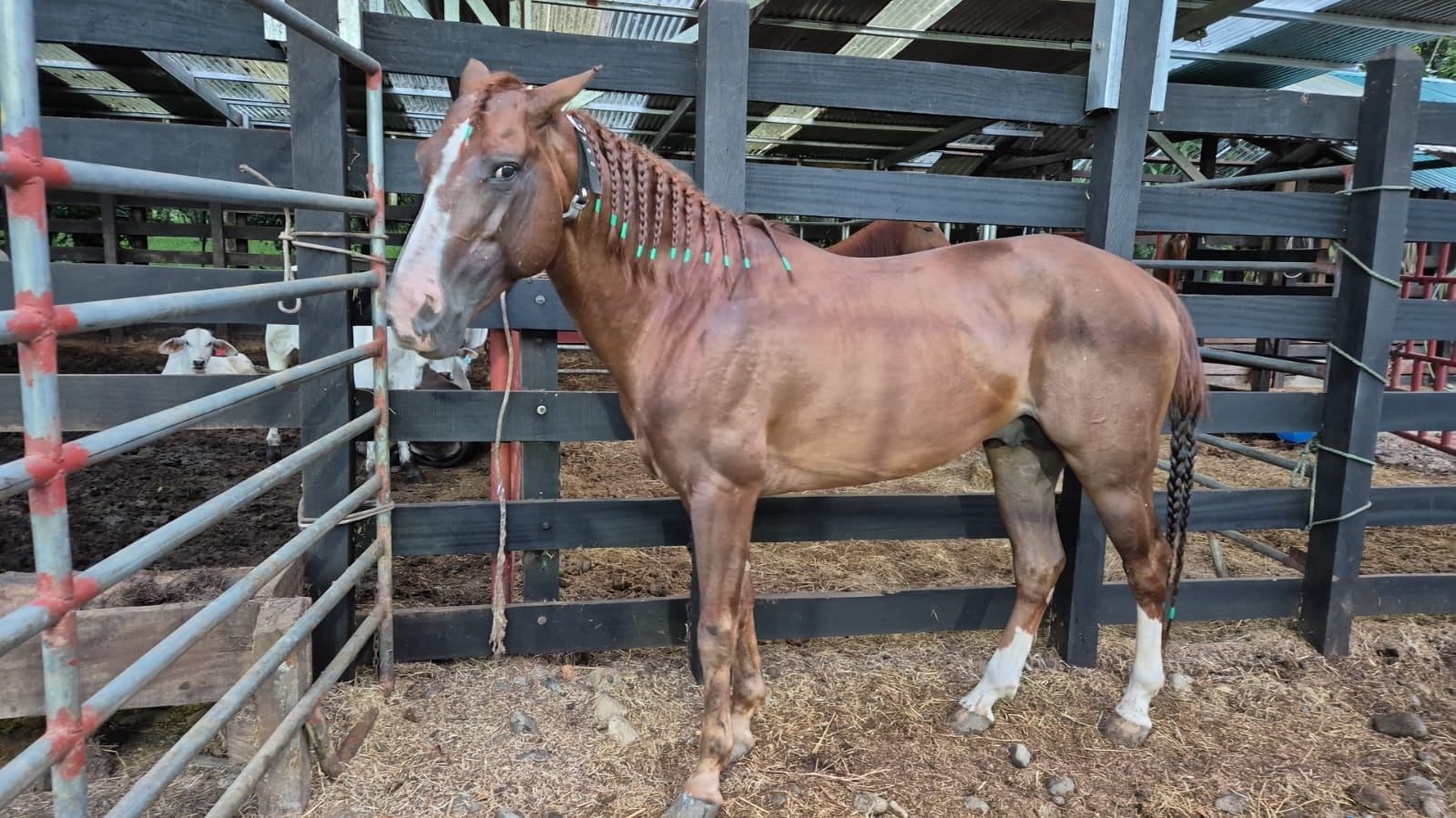 Reconocida barrilera del caso Pana contaba con estos caballos los cuales tendrán un nuevo destino. Foto: Para La Teja