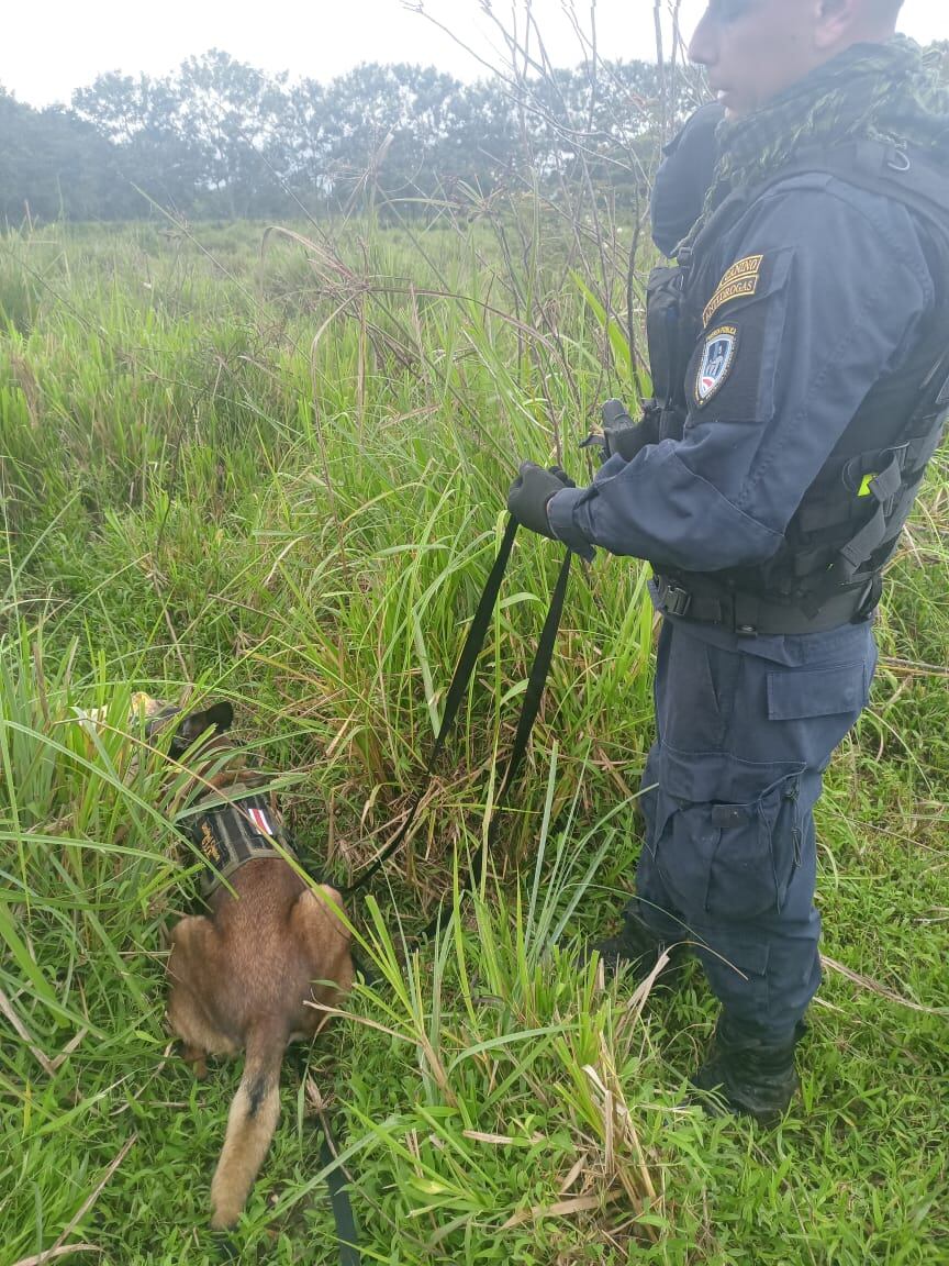 Un perro adiestrado en detección de drogas de la unidad K 9 del Ministero de Seguridad, dio positivo en un bulto hallado cerca de la aeronave. Foto: MSP.