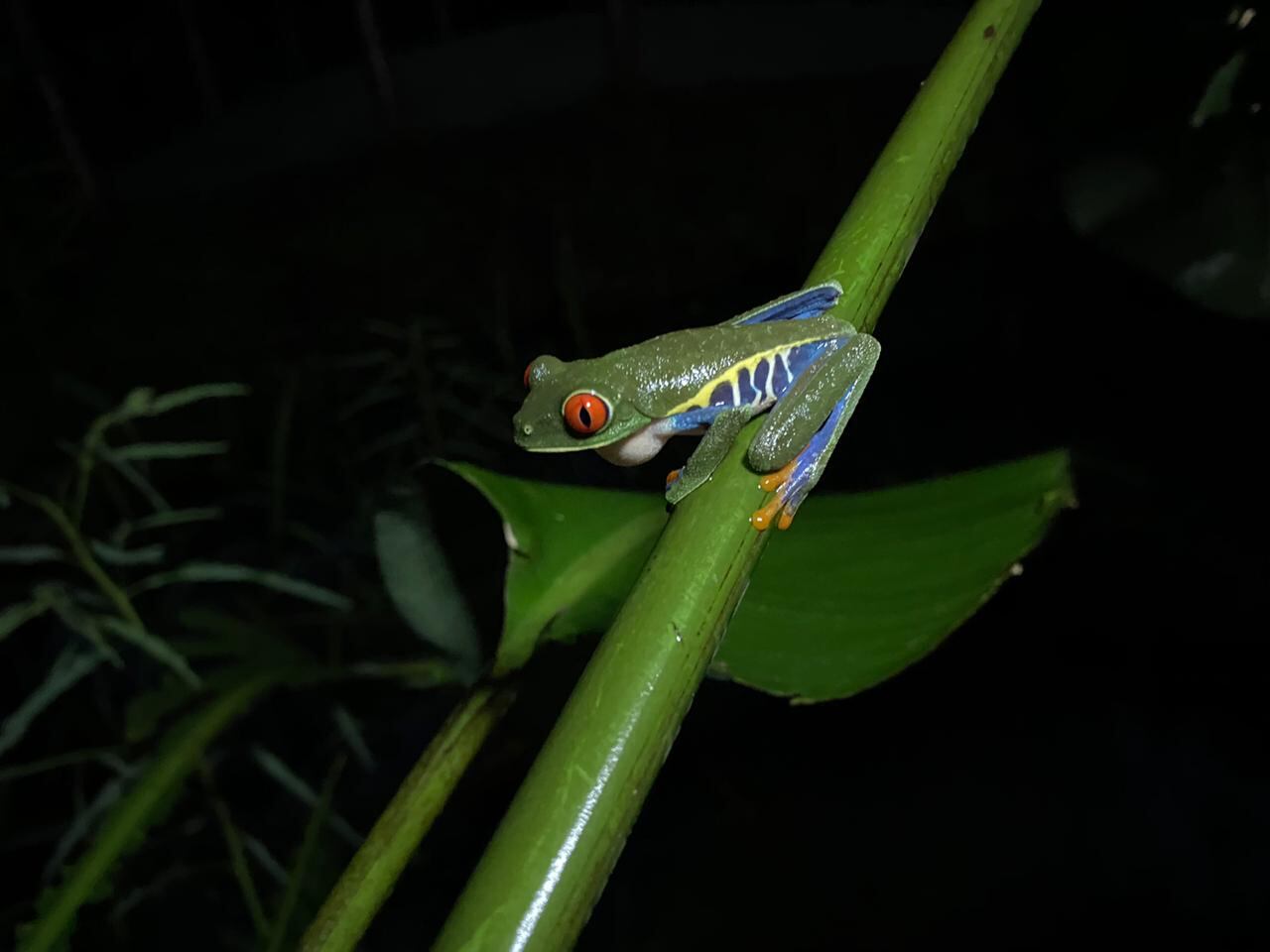 Rana verde de ojos rojos captada en el Catie en Turrialba