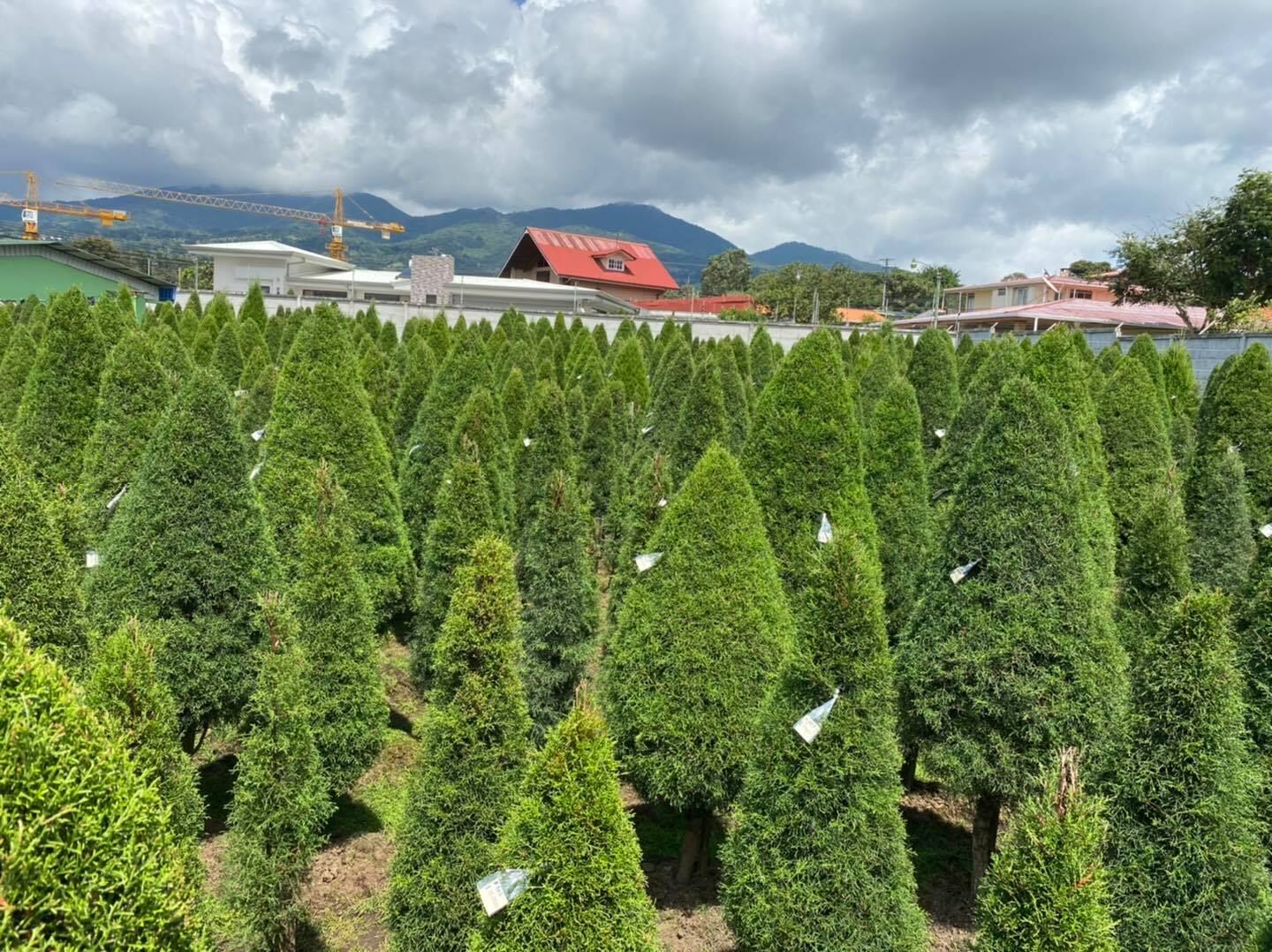 Los árboles de Navidad ya están siendo apartados por los ticos en las diferentes ventas. La tendencia 2021 es comprarlos pequeñitos para sembrarlos en macetas y adornarlos bien naturales para no tener que botarlos pasadas las fiestas