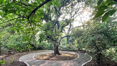 Explore senderos, disfrute de música en vivo y siembre en una emocionante actividad