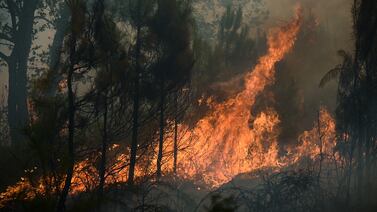 Animalito recién nacido es rescatado en incendio forestal