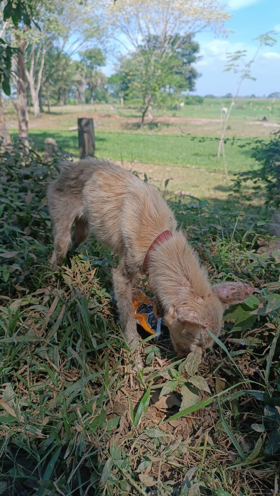 Melissa Cambronero y Carolina Rosales, de 33 y 34 años respectivamente, son dos guapileñas que, junto a su perrita Chiky, viajan en bicicleta de Guápiles a la Patagonia, salieron en agosto del 2024