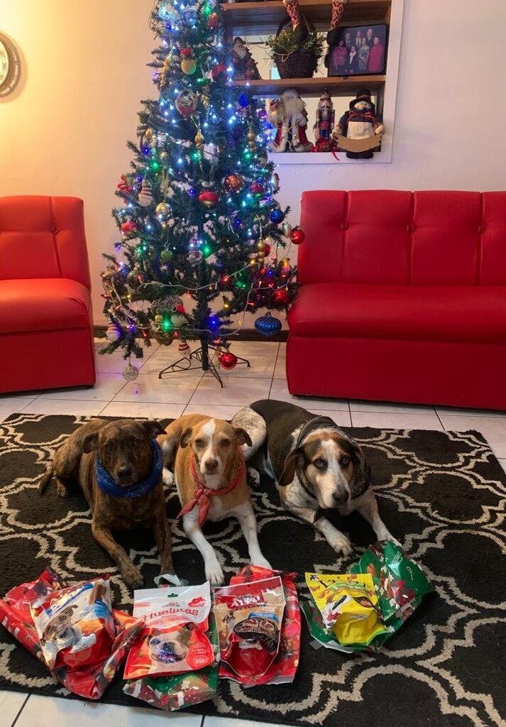 Merry, Maya y Mac, tres perros encontraron hogar una Navidad, en un partido de fútbol y en un parque. Fueron rescatados por Johnny Vargas Vargas y su hijo Josef.