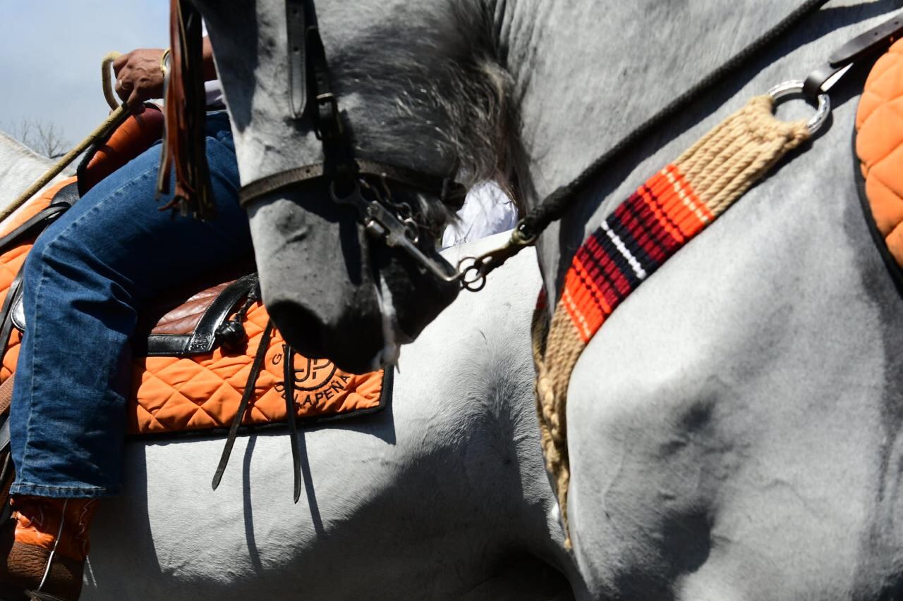घोडेस्वारांनी त्यांचे घोडे सुंदर आणि वरच्या बाजूस शोभिवंत केले. छायाचित्रण: जॉर्ज नवारो.