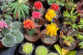 ¡Plantas exóticas y carnívoras! El color y la vida de Expojardinería se disfrutan en Expocasa y Decoración 2026