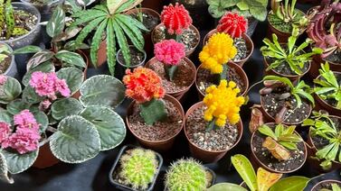 ¡Plantas exóticas y carnívoras! El color y la vida de Expojardinería se disfrutan en Expocasa y Decoración 2026