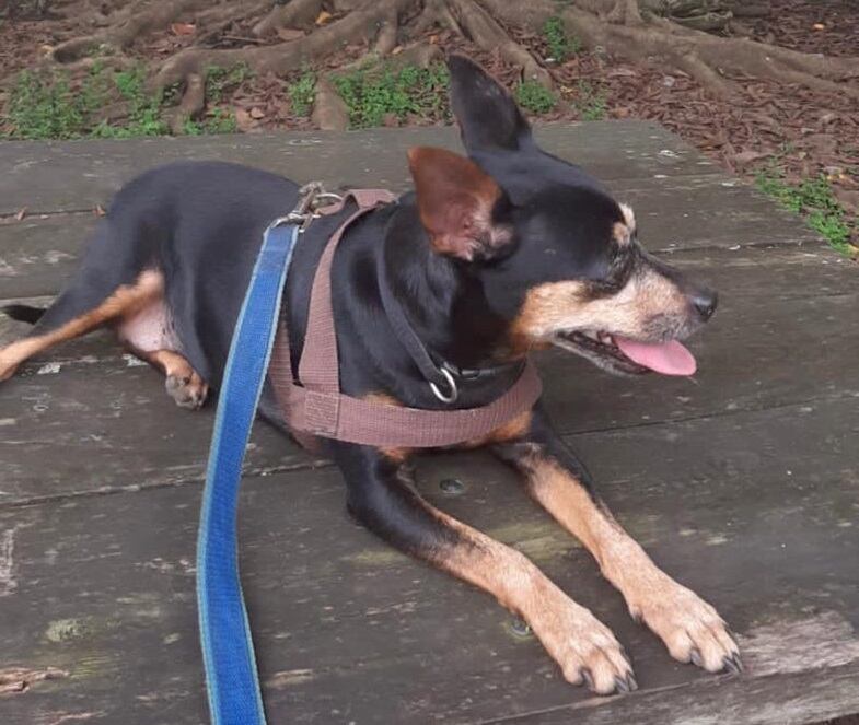 Pulga, perrita que se perdió el lunes 6 de diciembre en Alajuelita. Foto cortesía.