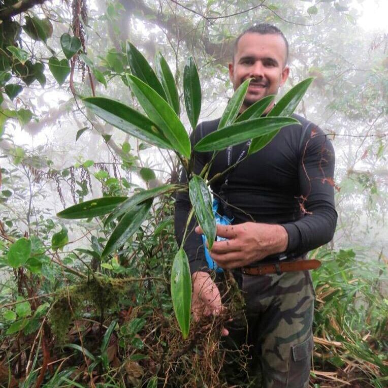 Dos nuevas especies para la ciencia se suman a la larga lista de biodiversidad que tiene el país. Se trata de las especies nombradas como Stenospermation coques e Ilex hamelii. En la foto, Diego Madrigal, guardaparques de la Isla del Coco.En la foto, Diego Madrigal, guardaparques de la Isla del Coco.