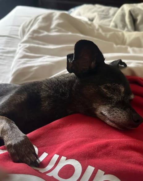 Karina Ramos y su perro Maguito.