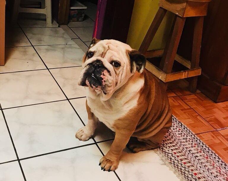 Chopper, bulldog que se perdió en Santo Domingo. Foto Cristel Valverde.