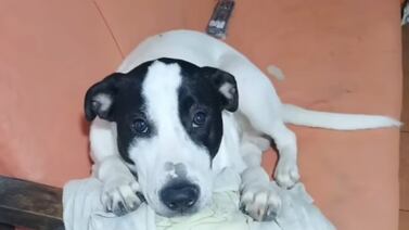 Perrito al que policía del GAO le habría disparado en la cabeza se aferra a la vida