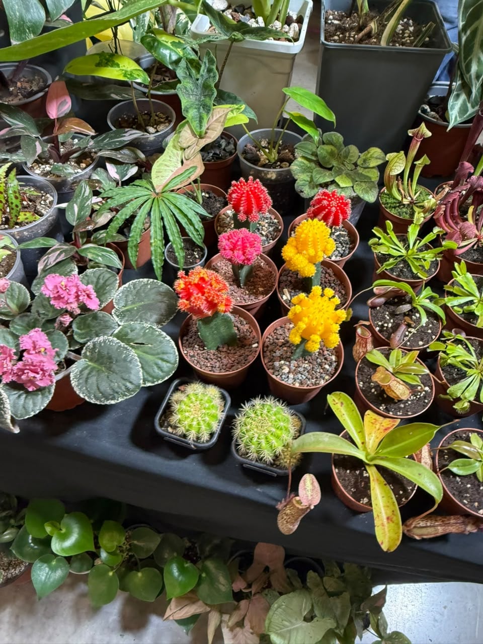 ¡Arrancó Expocasa y Decoración 2026! La entrada es gratis, encontrará todo para sus mascotas, plantas y se sorteará una quinta de 5 mil metros cuadrados