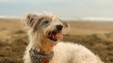 Piden ayuda para encontrar a Malú, una perrita que se perdió en Los Yoses