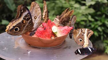 Mariposas, actividades y comida típica lo esperan en el Museo Nacional para celebrar una gran fecha