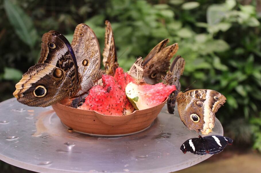 Mariposas, actividades y comida típica lo esperan en el Museo Nacional. (Foto: Museo Nacional).