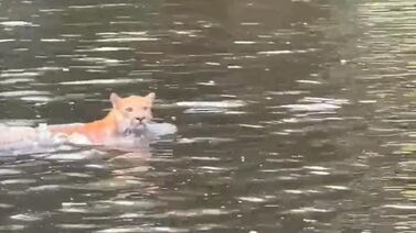 Video viral de un hermoso puma generó un intenso debate en redes sociales