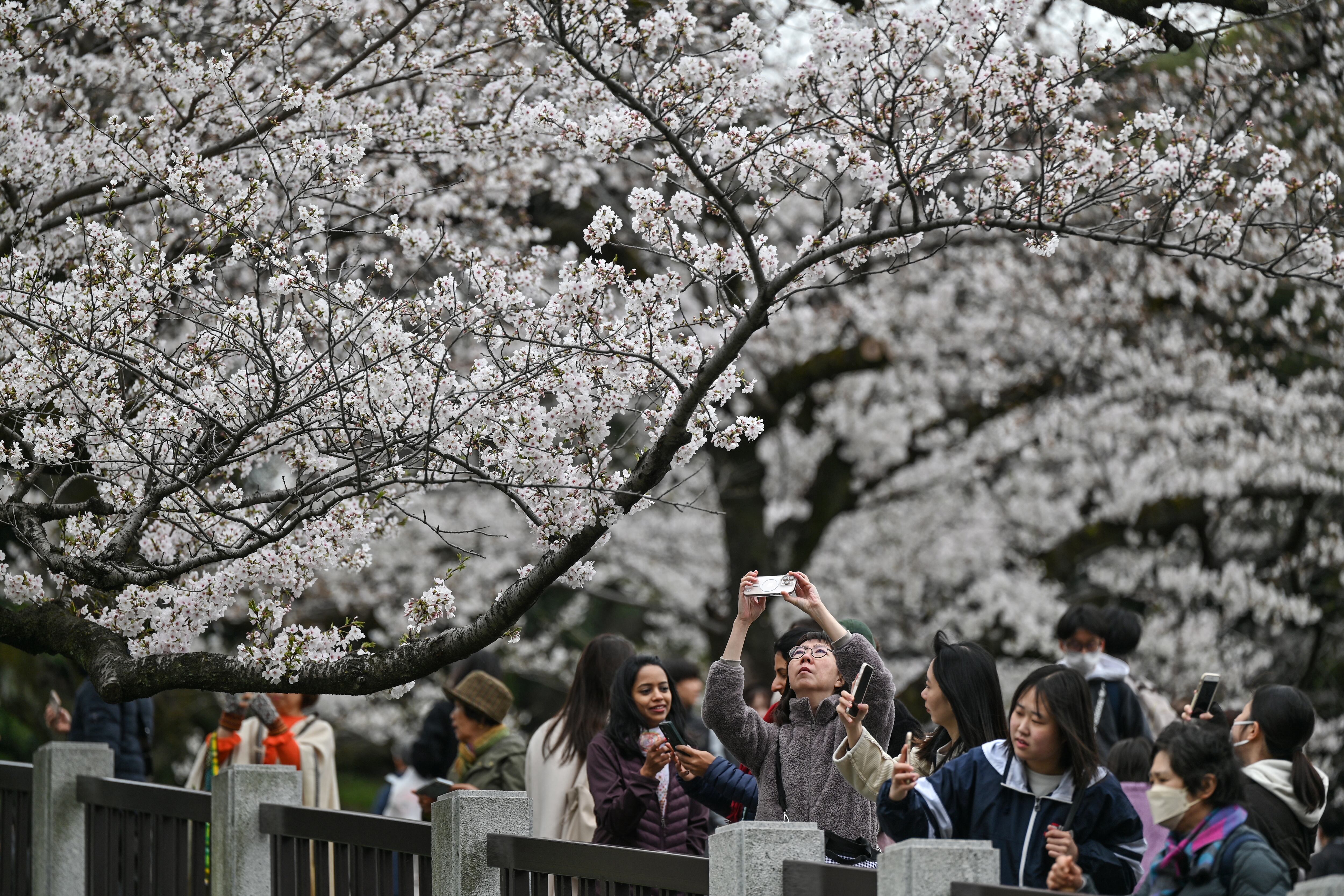(FILES) This file photo taken on March 24, 2025 shows flowering cherry blossoms and buds from a sample cherry tree, Somei Yoshino species, used for observation is pictured at Yasukuni Shrine in Tokyo. Japan's famed cherry trees are getting old, but a new AI tool that assesses photos of the delicate pink and white flowers could help preserve them for future generations. The "sakura" season is feverishly anticipated by locals and visitors alike, with the profusion of the stunning blossoms marking the start of spring. (Photo by Kazuhiro NOGI / AFP) / TO GO WITH JAPAN-TECHNOLOGY-NATURE-CLIMATE-CHERRY-BLOSSOMS,FOCUS BY NATSUKO FUKUE