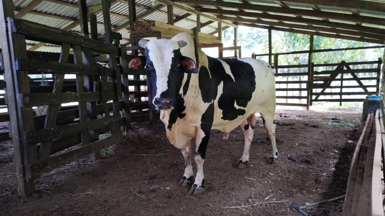 Toro manso sorprendió en Palmares
