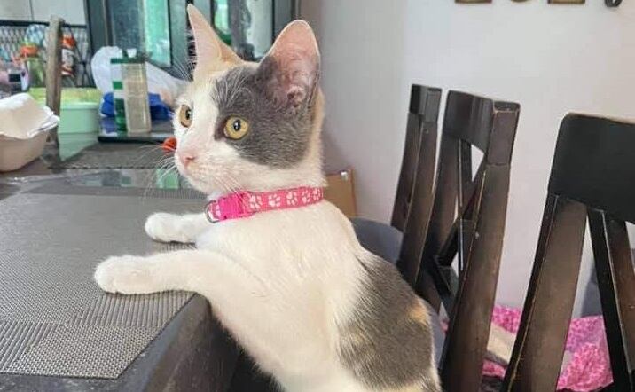 Gatita de nombre Lucy que se perdió en San Pablo de Heredia. foto cortesía.