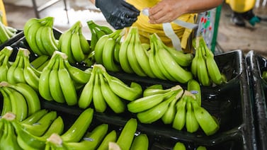Fresh Del Monte cierra cuatro fincas y deja sin brete a más de 850 limonenses