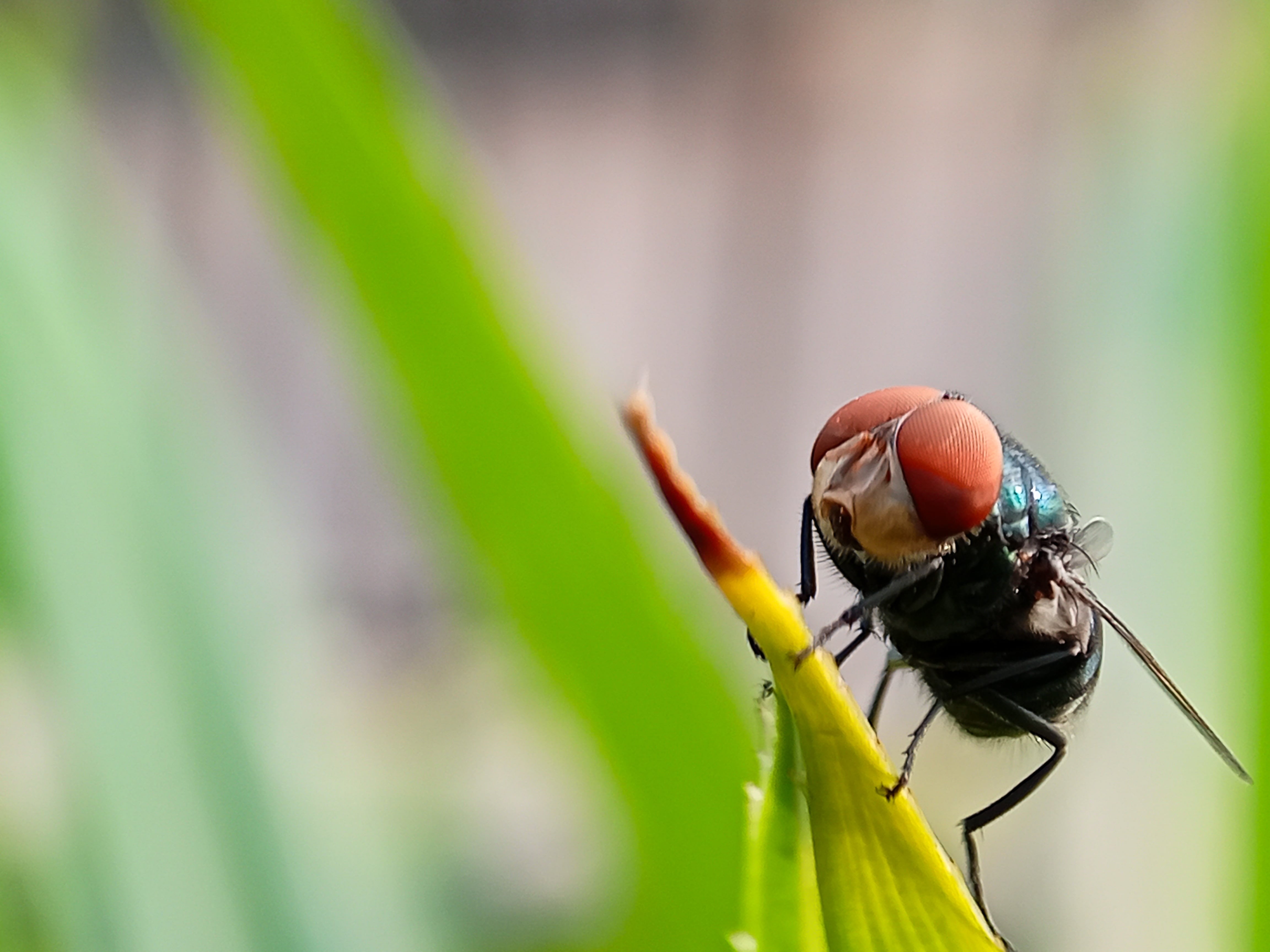 Esta es la mosca causante del gusano barrenador.
Fotografía: Shutterstock