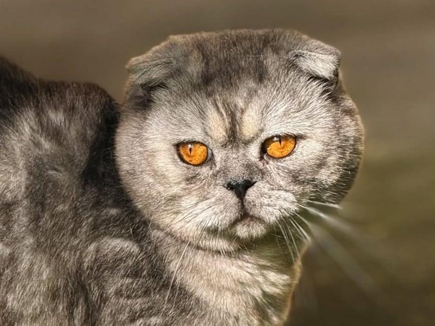 Tatuador Max Rodríguez