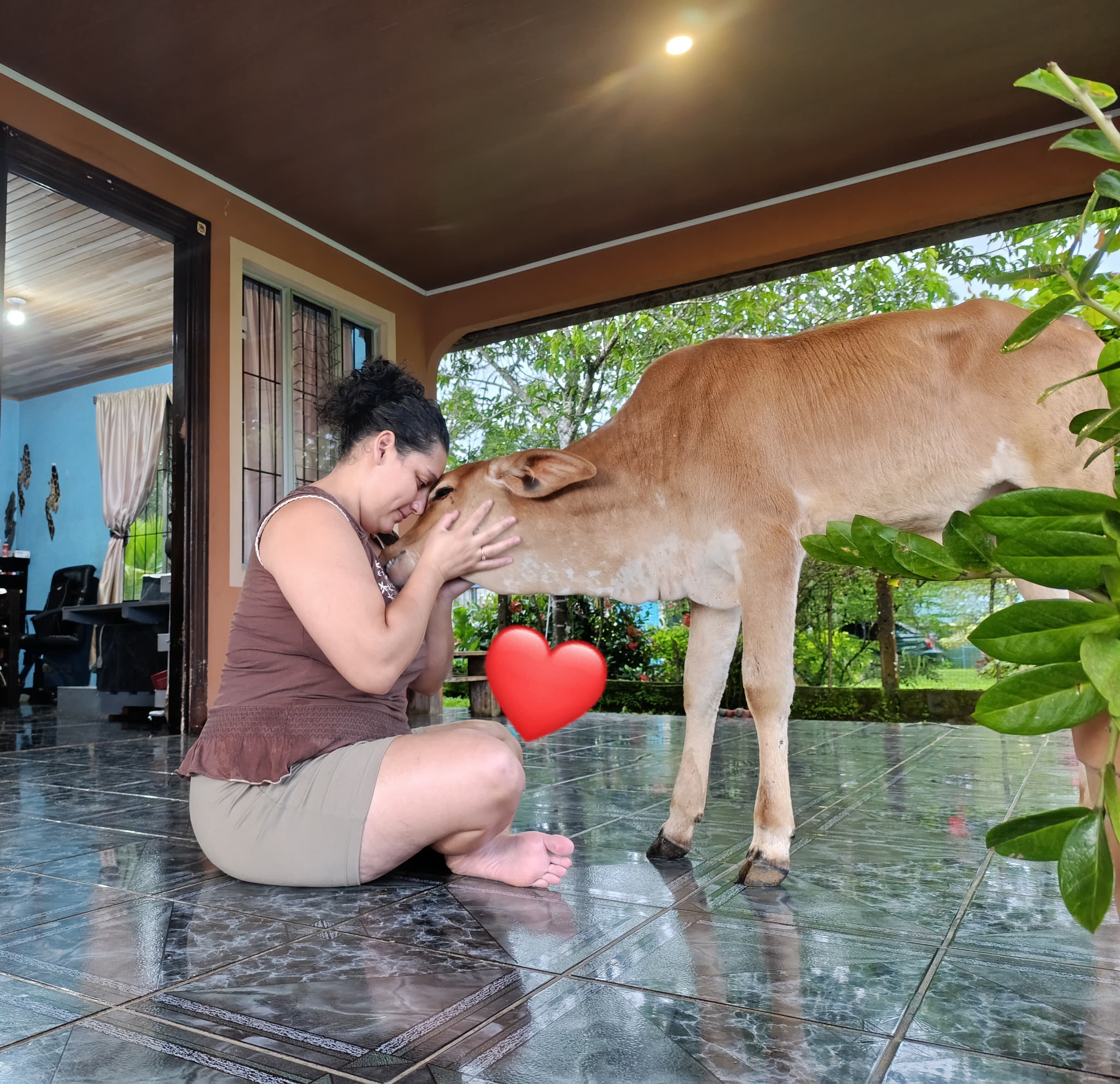En el hogar de doña Kembly López Aguirre no hay perrito que ladre ni gato que maúlle más fuerte. En su casa, la reina es Meredith, una ternera de apenas dos meses y medio