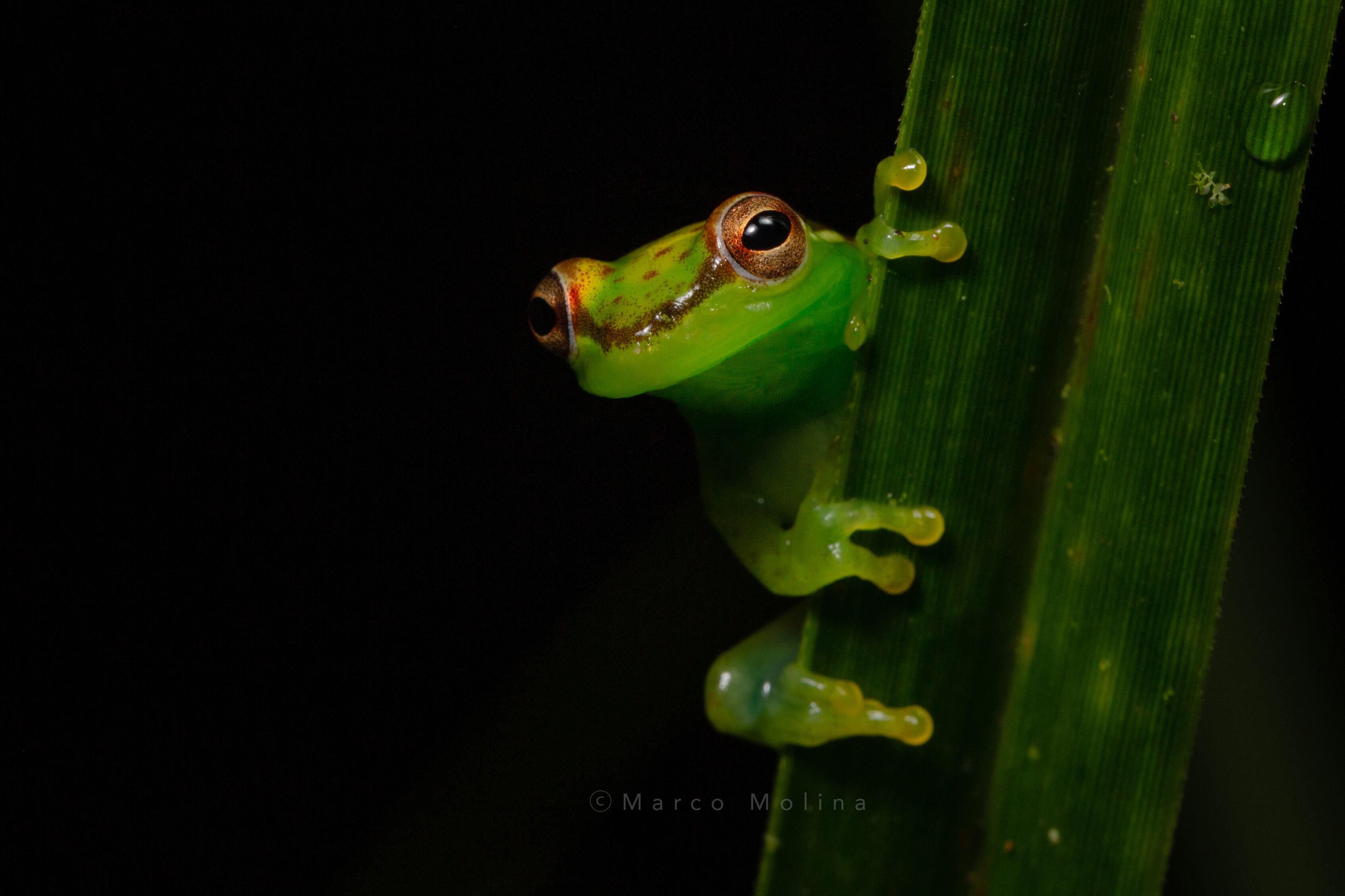La Fundación Costa Rica Wildlife anuncia con mucha emoción el descubrimiento de una nueva especie de rana escondida entre el Volcán Tenorio y el Volcán Miravalles. Fue descubierta por Donald Varela Soto, un guía naturalista de Bijagua, en la reserva biológica Valle del Tapir