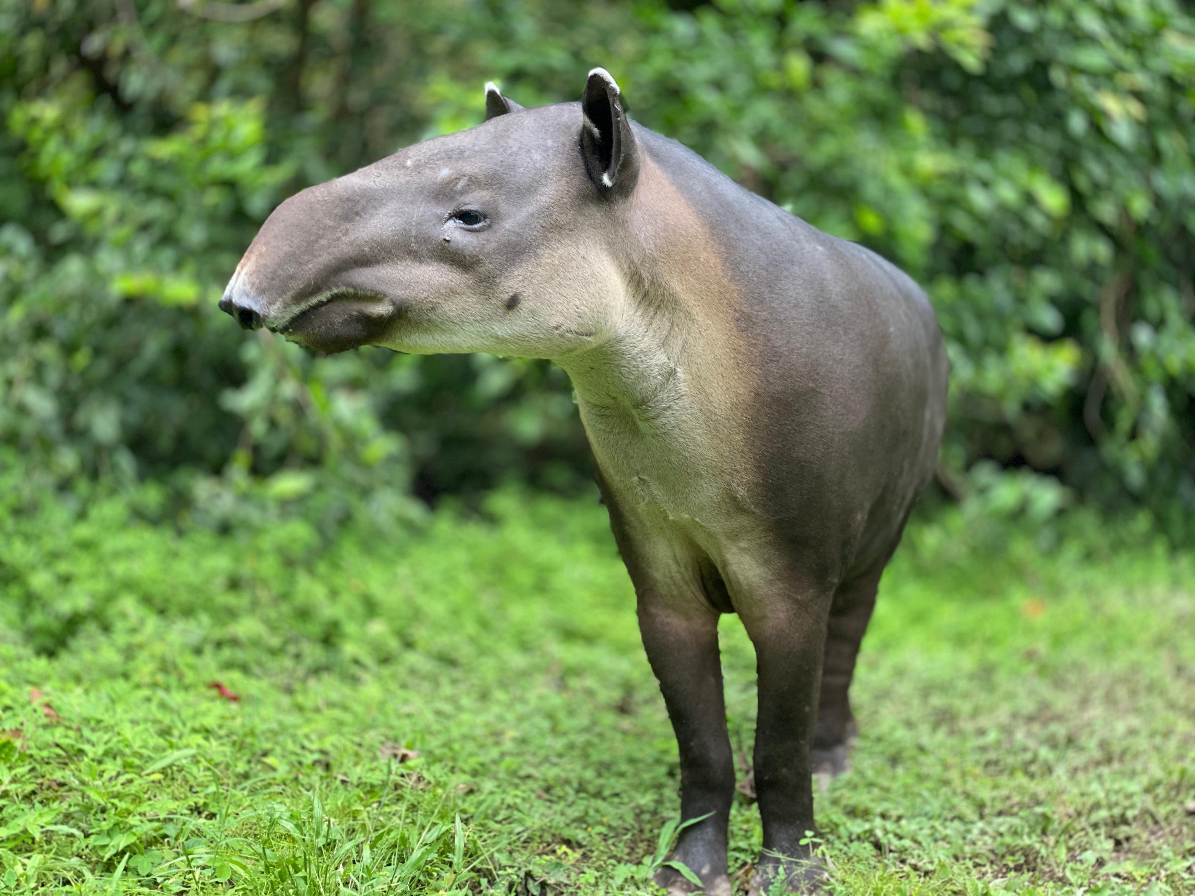 La danta Mandy sobrevivió a que se la quisieran comer y hoy es símbolo de esperanza en el Santuario de Vida Silvestre Natuwa que es propiedad del astrólogo y mentalista Minor Khayyan
