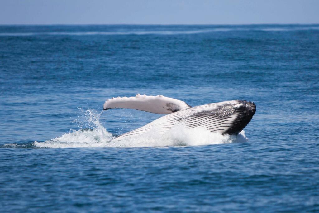 Festival de Ballenas y Delfines en Uvita de Osa y cerca del Parque Nacional Marino Ballena.